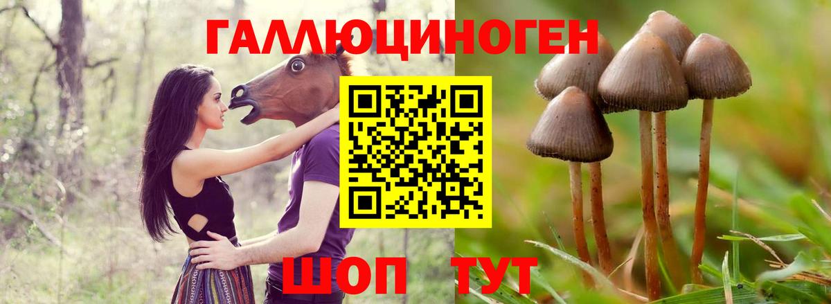 Галлюциногенные грибы Cubensis  Вход с VPN  купить закладку  Гусь-Хрустальный 